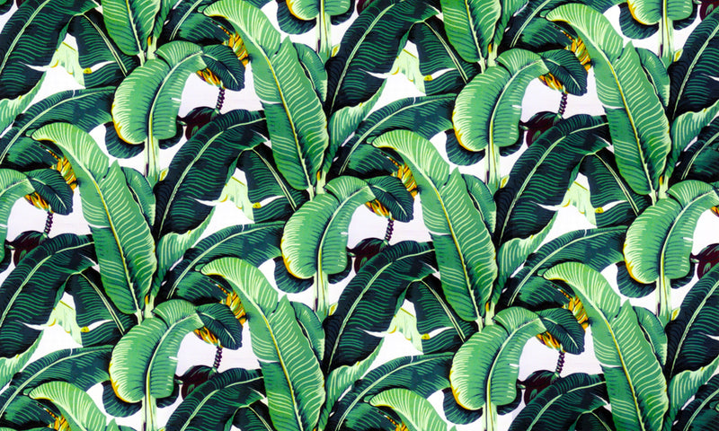 Banana Leaf Images Free Jeff Erkkila